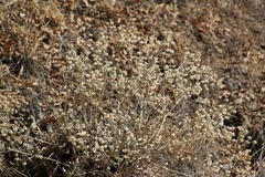 Eriogonum niveum