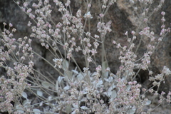 Eriogonum niveum