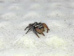 Phidippus cruentus