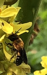 Megachile umbripennis