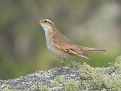 Cinclodes comechingonus