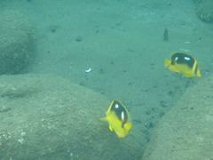 Chaetodon quadrimaculatus