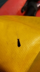 Mystacides sepulchralis