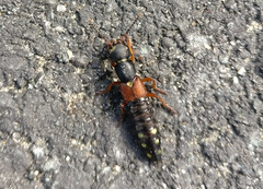 Staphylinus erythropterus