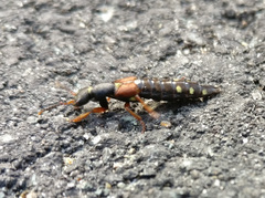 Staphylinus erythropterus