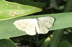 Somatina anthophilata