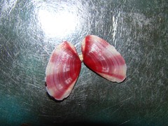 Tellinoidea