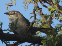 Phacellodomus sibilatrix