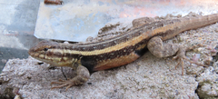 Sceloporus variabilis olloporus