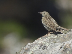 Anthus hellmayri