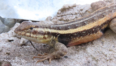 Sceloporus variabilis olloporus