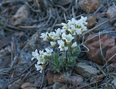 Cusickiella douglasii