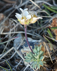 Cusickiella douglasii
