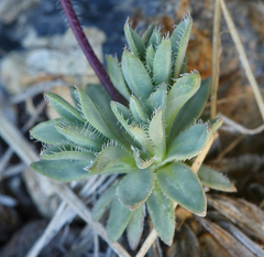Cusickiella douglasii