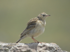 Anthus hellmayri