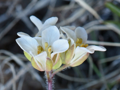 Cusickiella douglasii