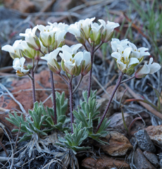 Cusickiella douglasii