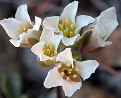 Cusickiella douglasii
