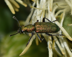 Eleale aulicodes