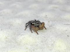 Phidippus cruentus