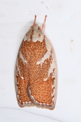 Euchaetis rhizobola