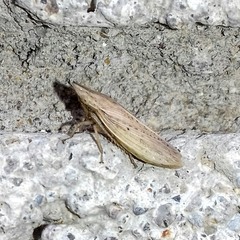 Prairiana
