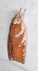 Euchaetis rhizobola
