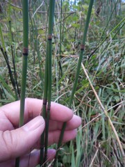 Equisetum × moorei