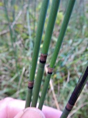 Equisetum × moorei