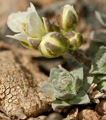 Cusickiella douglasii