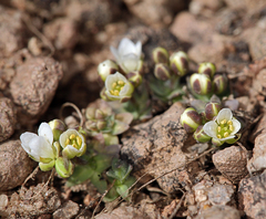 Cusickiella douglasii