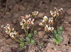 Cusickiella douglasii