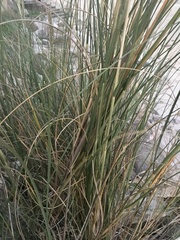 Sporobolus coarctatus