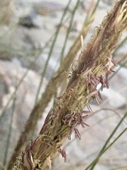 Sporobolus coarctatus