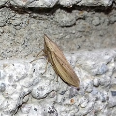 Prairiana