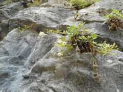 Potentilla caulescens