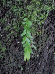 Tmesipteris lanceolata