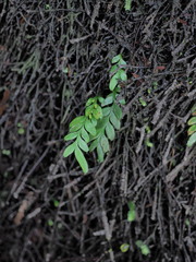 Tmesipteris lanceolata