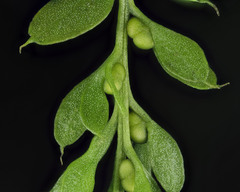 Tmesipteris lanceolata