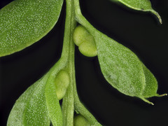 Tmesipteris lanceolata