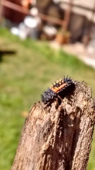 Harmonia axyridis