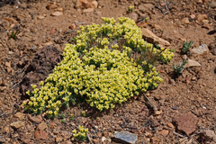 Cusickiella quadricostata