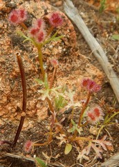 Trachymene cyanopetala