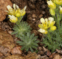 Cusickiella quadricostata