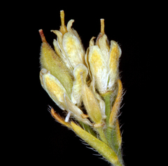 Cusickiella quadricostata
