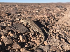 Liolaemus stolzmanni