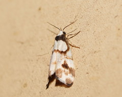 Thallarcha phalarota