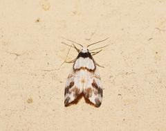 Thallarcha phalarota