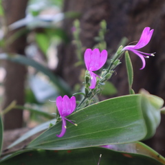 Hypoestes floribunda