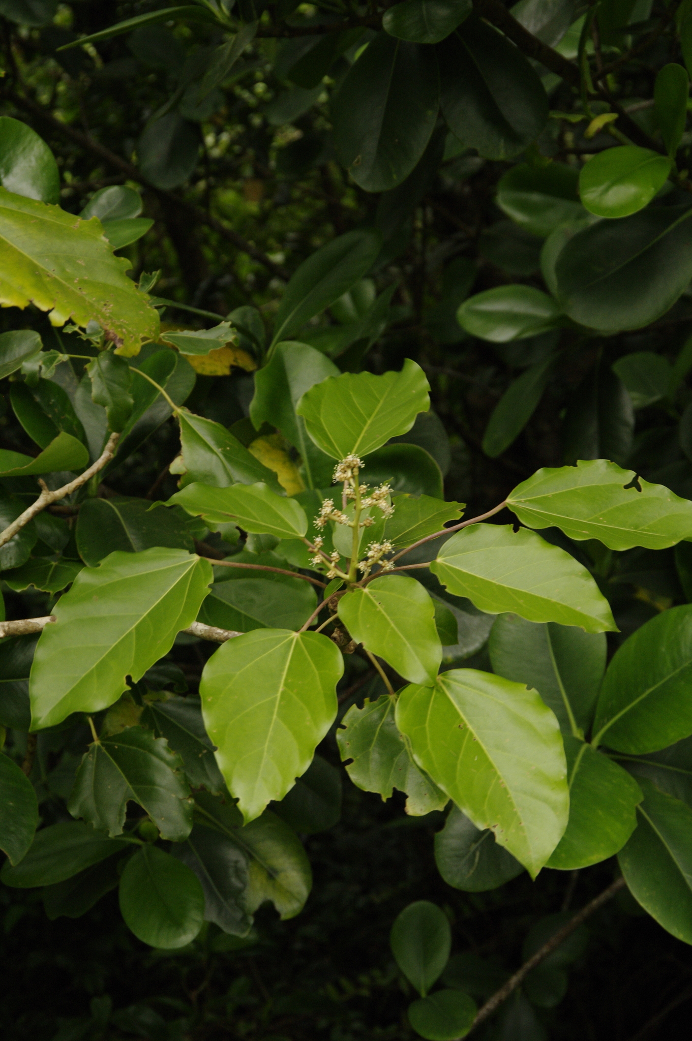 Oreopanax capitatus